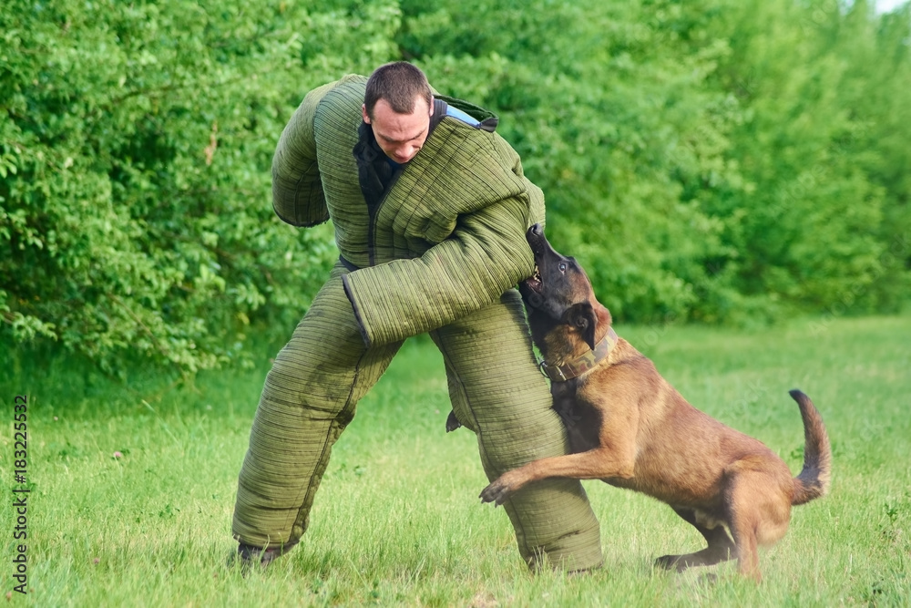The figurant is bending down because the hound is pulling him to. Who is stronger isn't clear. The figurant is bending down because the hound is pulling him to. Who is stronger isn't clear.