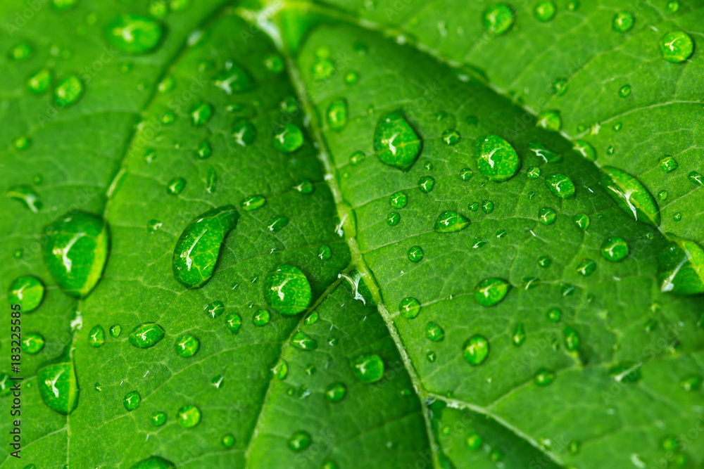 Close up on drops of rain on a green leaf