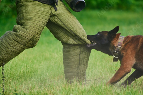Fotografie The man is trying to stay stable despite of the dog's biting