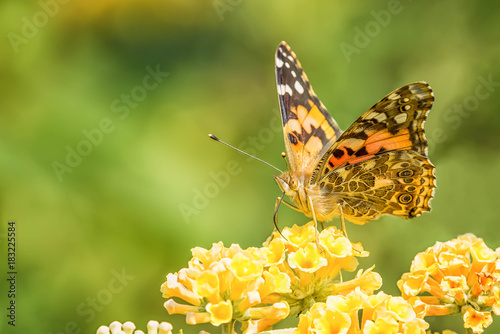 Painted lady butterfly on yellow flowers