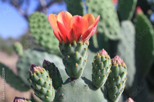 Closeup of cactus flowerin bright sun photo