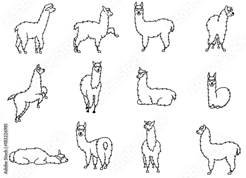 Vector set of characters. Illustration of south Americas cute lama with decorations. Isolated outline cartoon baby llama. Hand drawn Peru animal  guanaco, alpaca, vicuna. Drawing for print, fabric. photo