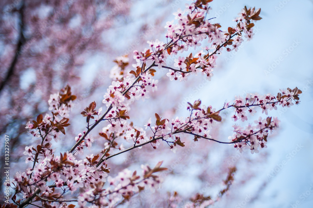 Close up of beautiful spring flowers at blurred background Close up of beautiful spring flowers at blurred background