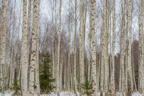 birch trees white in winter snow