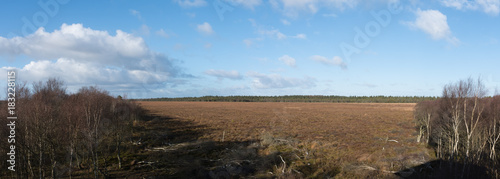 bog surrounded by birch forest