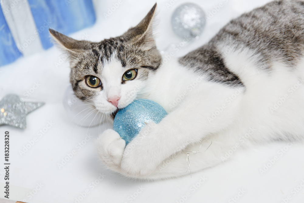 Lovely kitten with Christmas balls and a Christmas tree. New year kitten