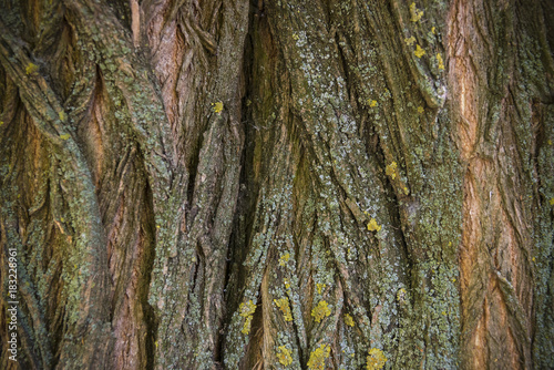 Bark of the acacia tree, set collection of bark of trees