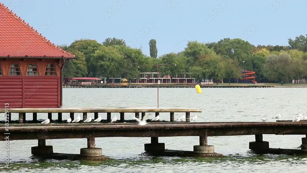 Seagulls stand on the pier Lake Palic landscape Seagulls stand on the pier Lake Palic landscape