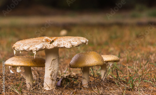 side view of mushrooms 