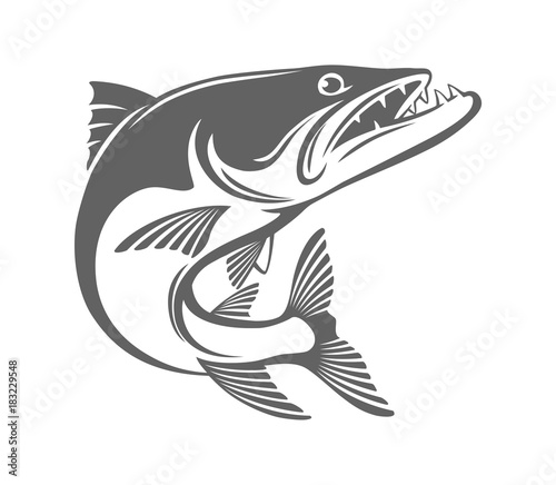 baracuda fish photo