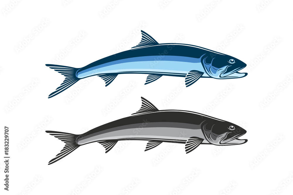 Fototapeta premium ladyfish and giant herring