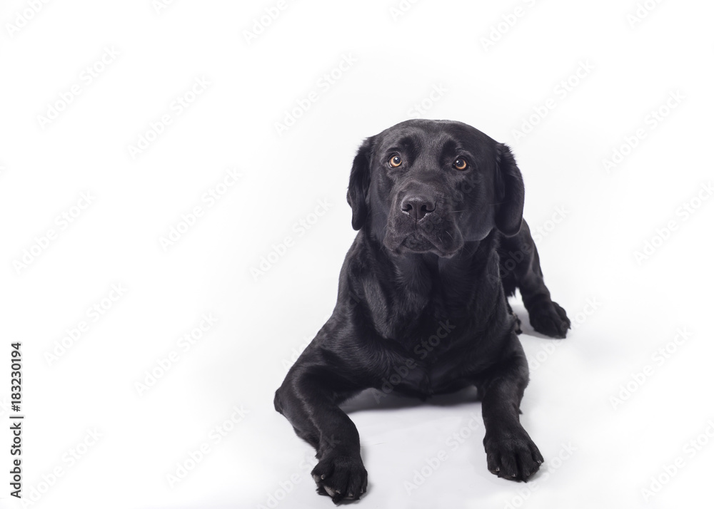 Fototapeta premium Black labrador retriever on white board