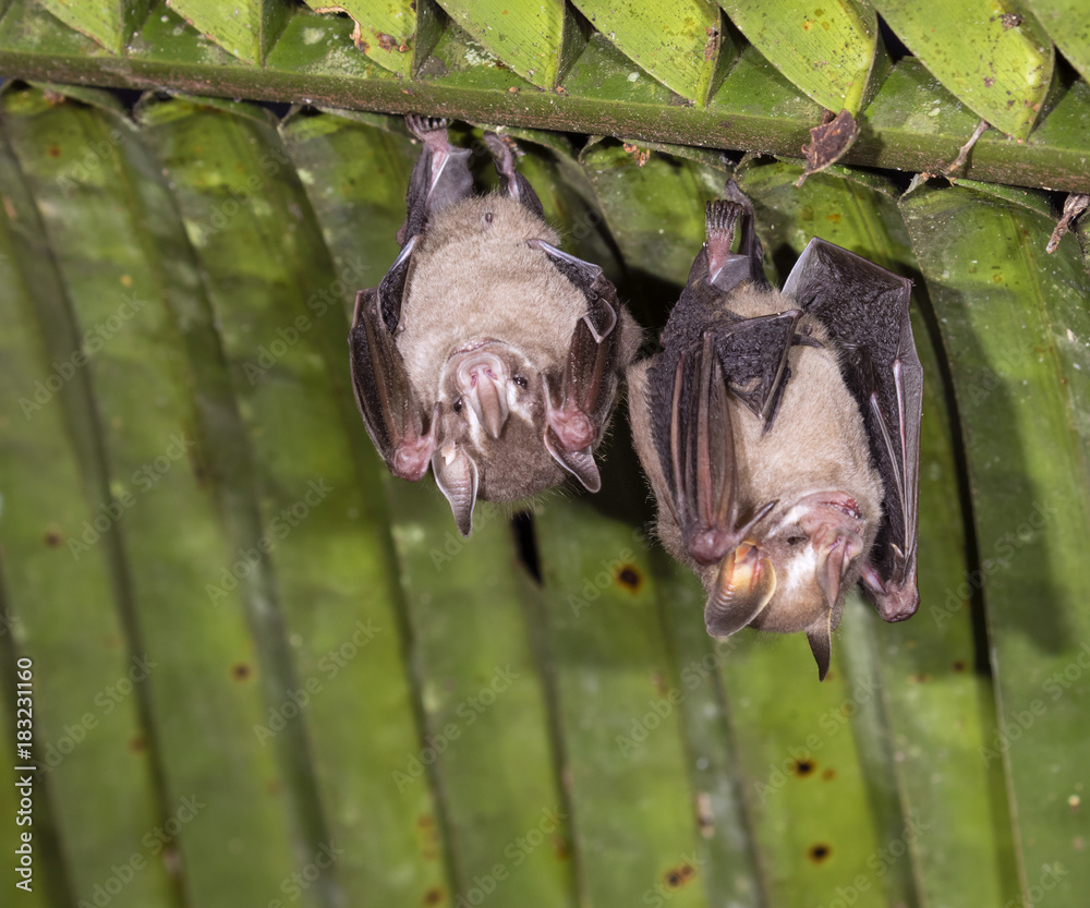 Pygmy fruiteating bats (Dermanura phaeotis) roosting under palm leaf