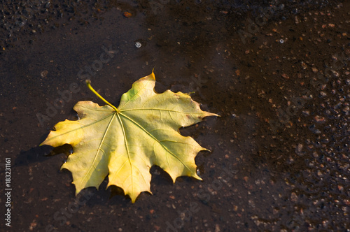 autumn yellow maple leaves in rain puddle