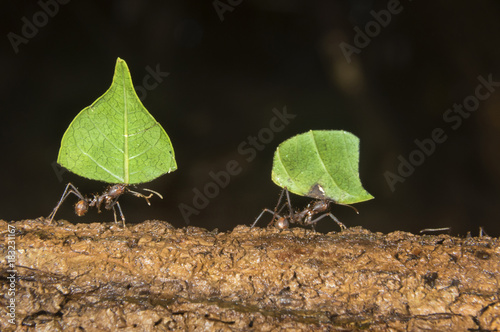 Leafcutter ants (Atta colombica) carrying pieces of leaves, Belize, Central America