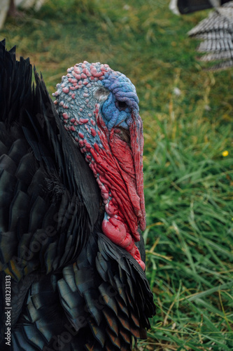 Turkey