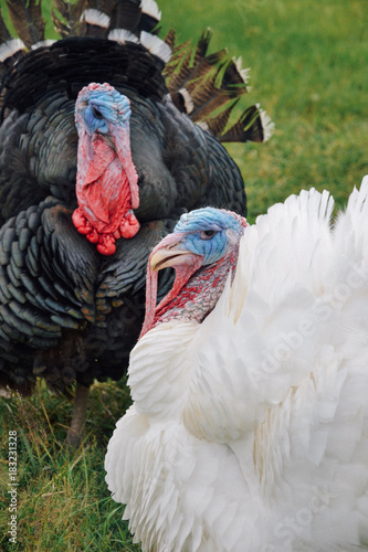 Turkey