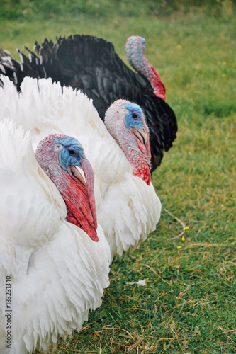 Turkey