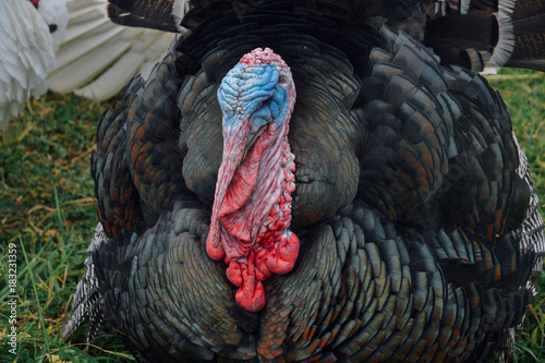 Turkey