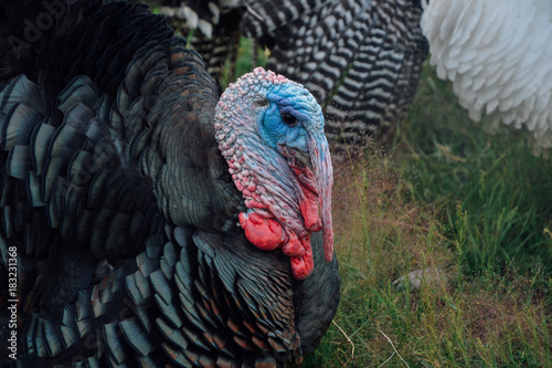 Turkey