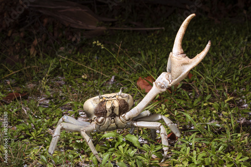 Photos Blue land crab (Cardisoma guanhumi) in defensive posture at night, Caye Caulker