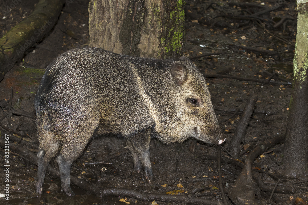 Collared peccary (Pecari tajacu) feeding in swampy rainforest, Belize, Central America Collared peccary (Pecari tajacu) feeding in swampy rainforest, Belize, Central America