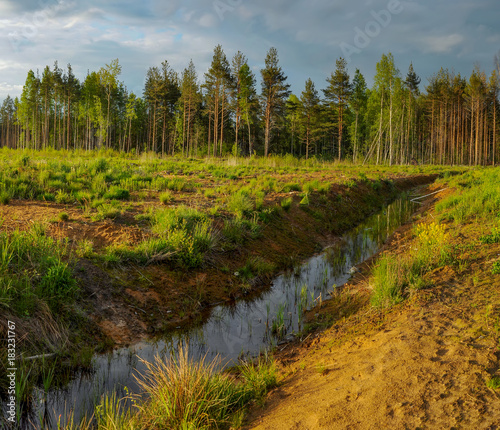 Pine forest after the rain.