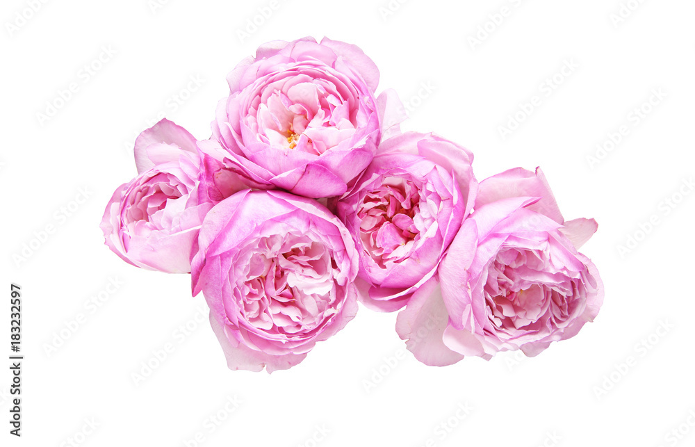 薔薇の花束 薔薇の花束