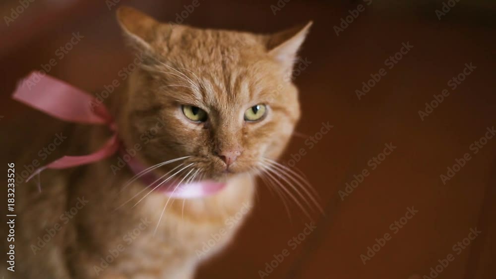 Young beautiful woman tries to kiss a cat Young beautiful woman tries to kiss a cat