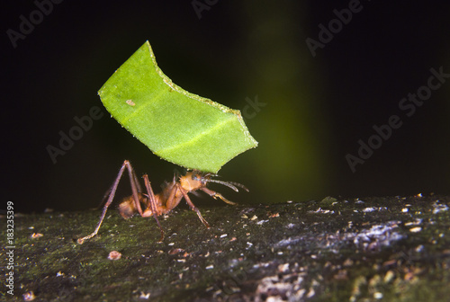 Leafcutter ant (Acromyrmex octospinosus) carrying a leaf, Pacaya Samiria National Reserve, Yanayacu River, Amazon area, Peru photo