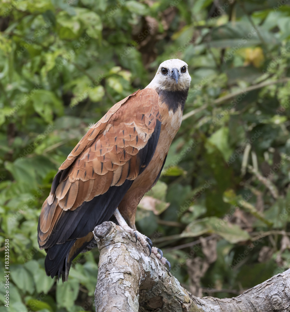 Fototapeta premium Black-collared Hawk (Busarellus nigricollis), Pacaya Samiria National Reserve, Yanayacu River, Amazon area, Peru