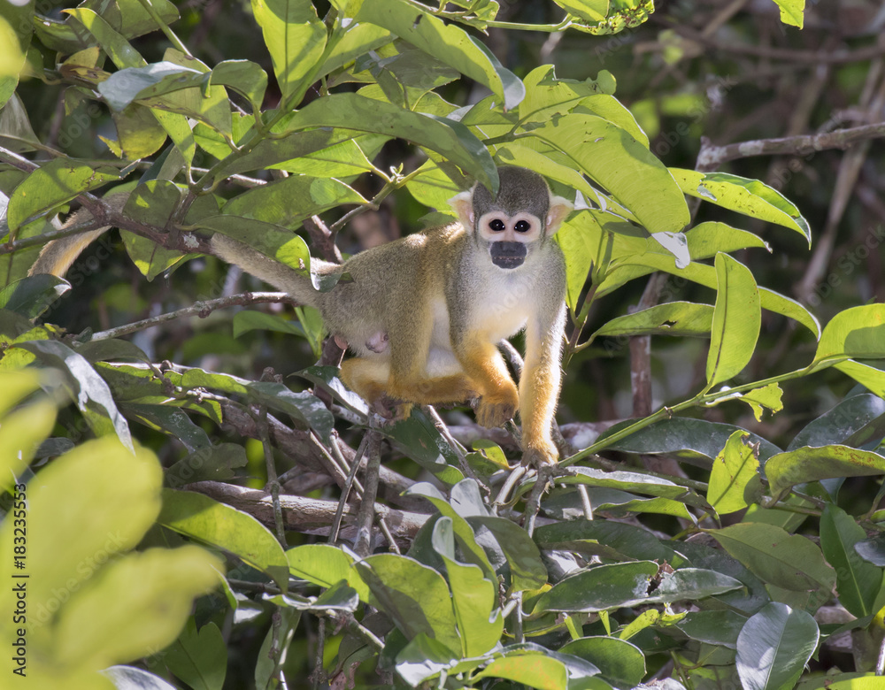 Fototapeta premium Squirrel monkey (Saimiri sciureus) in rainforest canopy, Pacaya Samiria National Reserve, Yanayacu River, Amazon area, Peru
