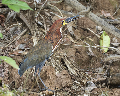 Rufescent tiger heron (Tigrisoma lineatum) in rainforest, Pacaya Samiria National Reserve, Yanayacu River, Amazon area, Peru photo