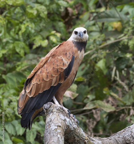 Black-collared Hawk (Busarellus nigricollis), Pacaya Samiria National Reserve, Yanayacu River, Amazon area, Peru