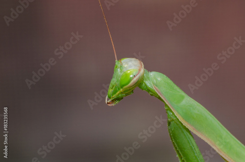 Insect mantis green close-up on a colored background