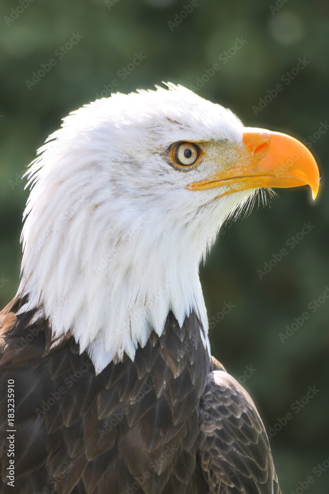 Obraz premium Weißkopfadler