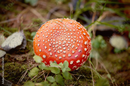 Fly agaric, poisonous mushroom red, growing in the grass. Inedible