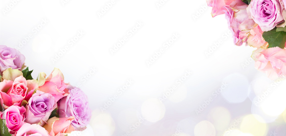 round bouquet of pink and violet fresh roses closeup isolated on white background banner
