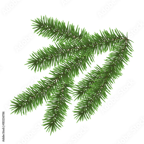 Vector realistic green coniferous branch isolated on white background - christmas decoration