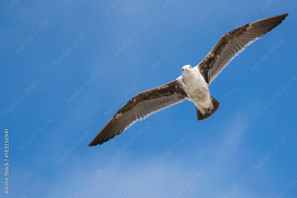 Obraz premium Seagull Fly-by