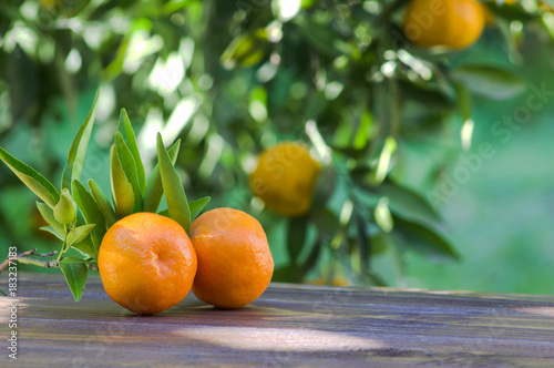Tangerines on the table in the garden.