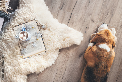 Beagle lies on the laminat floor near the sheepskin carpet with book and mug of hot chocolate
