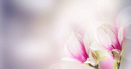 Keuken achterwand Magnolia Roze magnoliabloesem met zachte bokeh  © neirfy