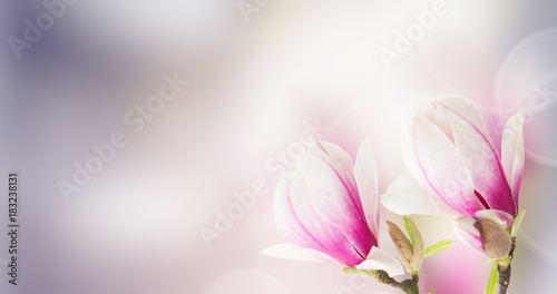 Fresh pink magnolia tree flowers against bokeh background banner