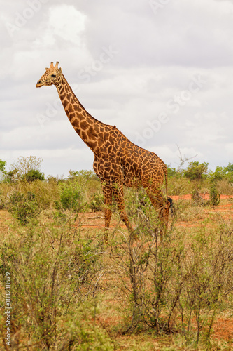 Adult Giraffe