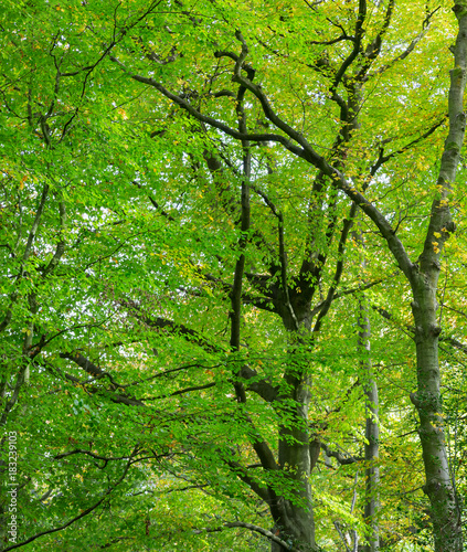 Beautiful green foliage in typical British birch woodland.