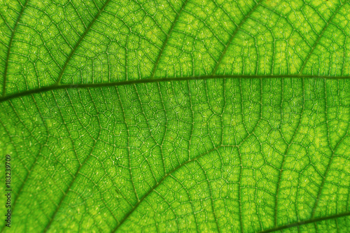 close up or macro of green leaf grunge texture. green leave structure in macro mode. abstract background for graphic editor