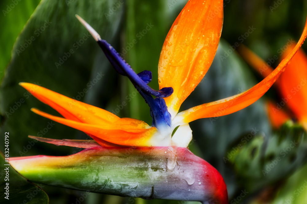 Detalle de la flor del ave del paraiso Stock Photo | Adobe Stock