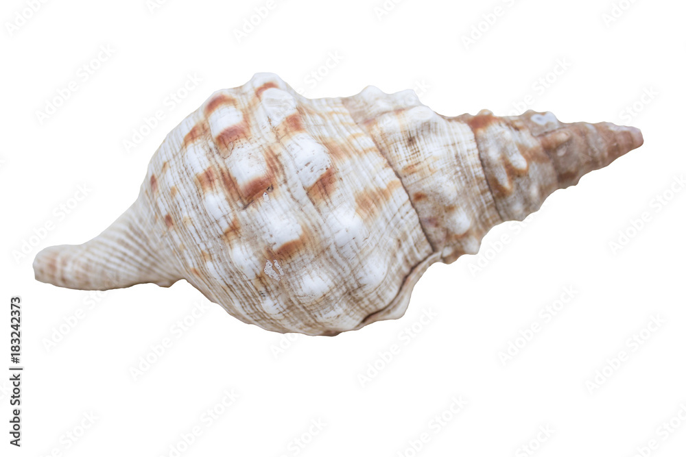 This is a souvenir of the sea, seashells