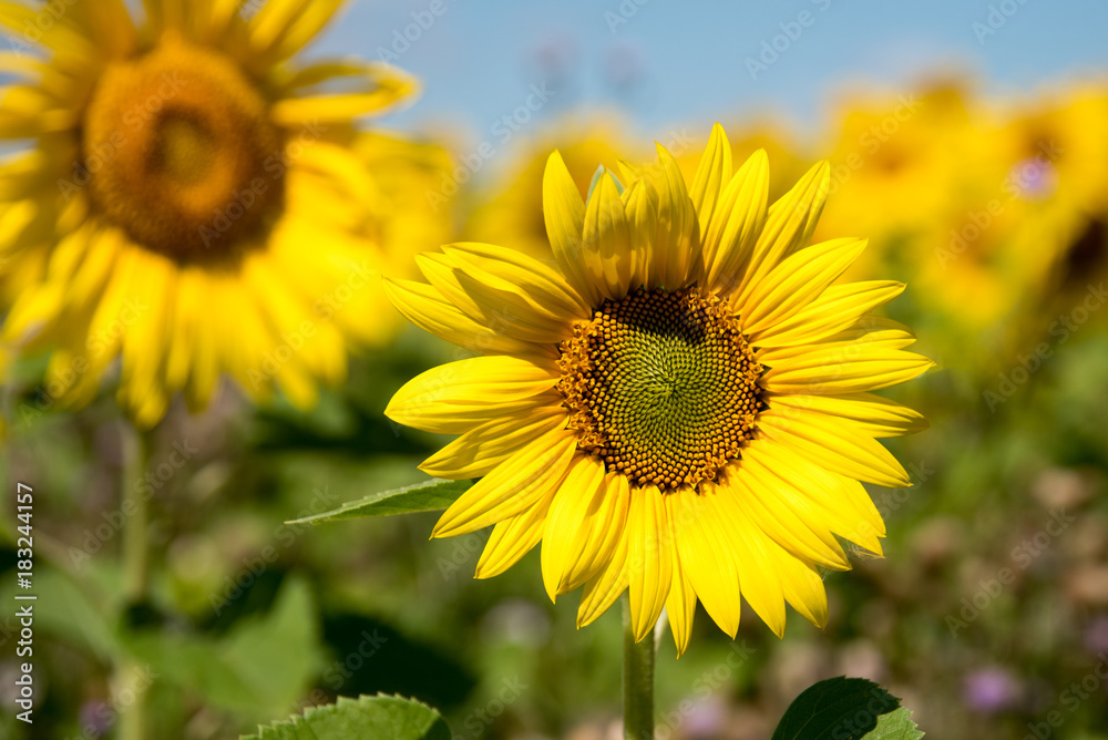 Close-up beautiful yellow sunflower against blue sky Close-up beautiful yellow sunflower against blue sky